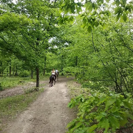 Гостевой дом флора 4*